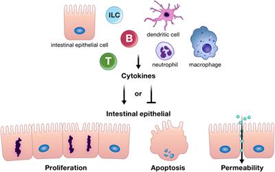 Cytokine Tuning of Intestinal Epithelial Function